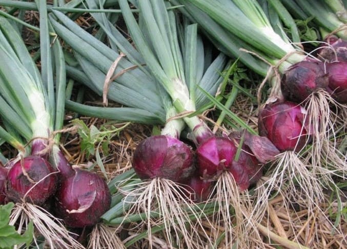 Giải đáp thắc mắc Lá củ hành tím ăn được không
